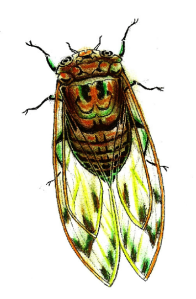 cicada6