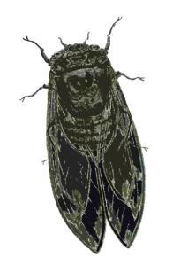 cicada9